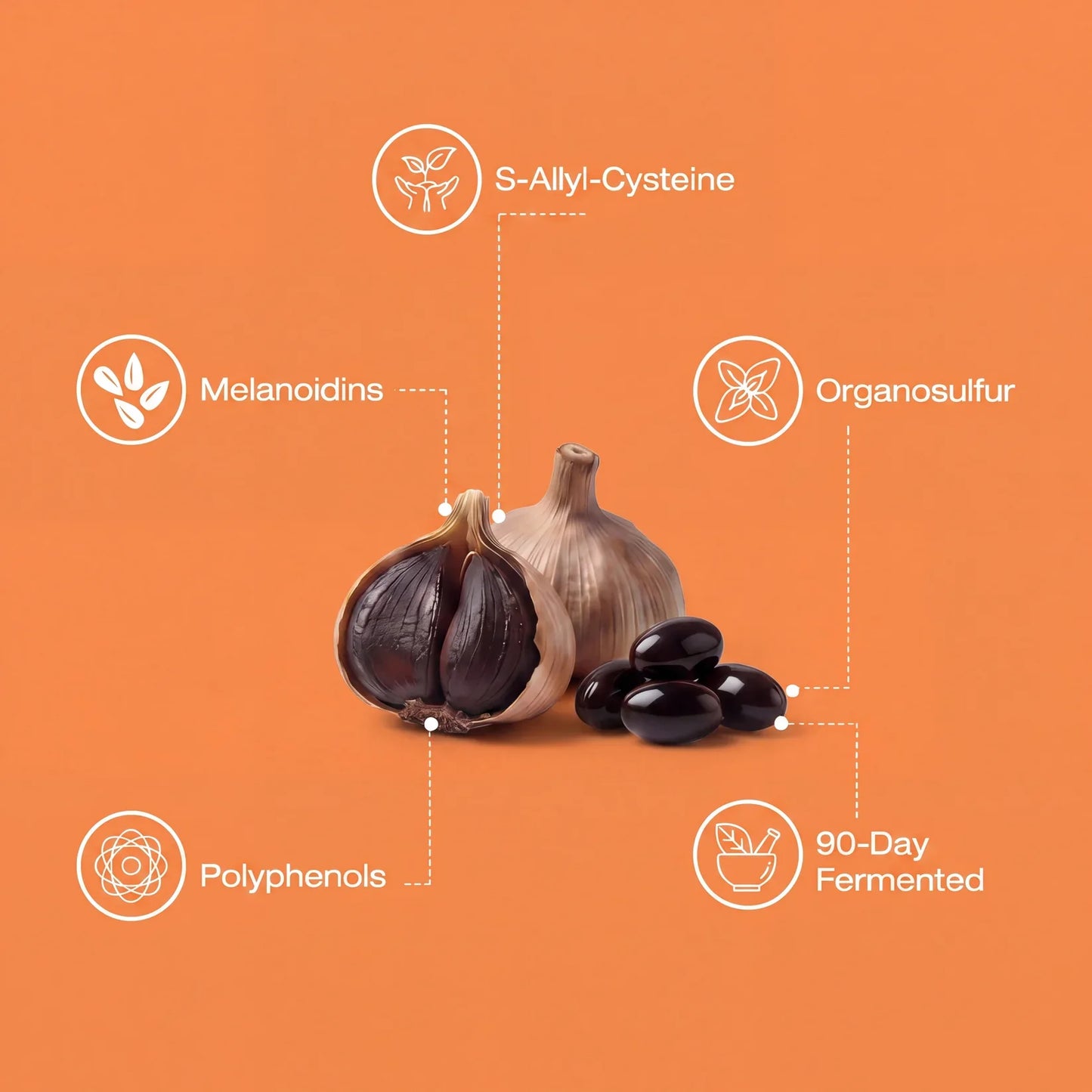 UriClear - Fermented Black Garlic Restoration Protocol